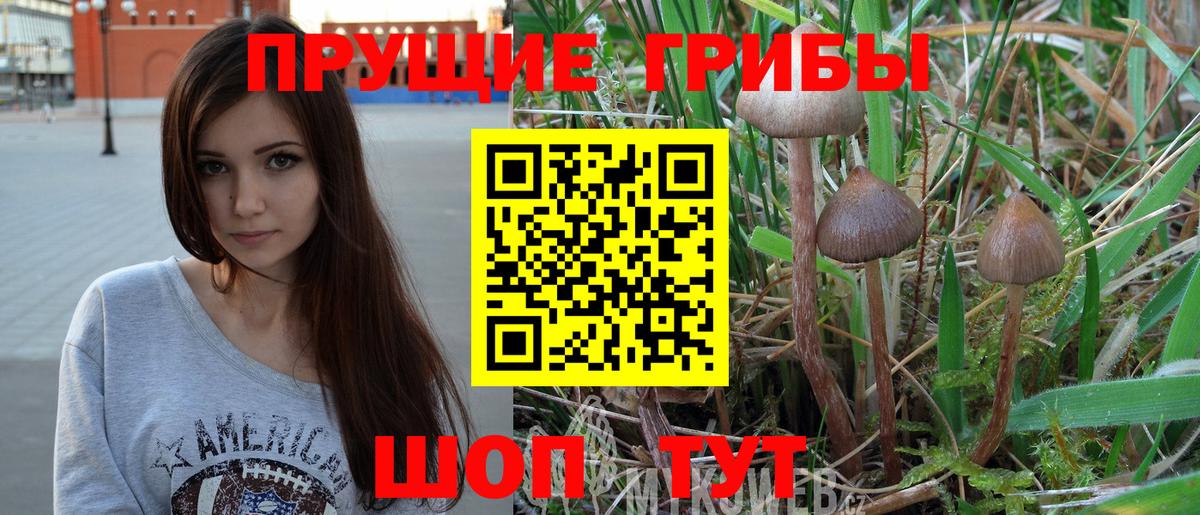 Сертолово  Псилоцибиновые грибы Psilocybe  Вход с VPN 